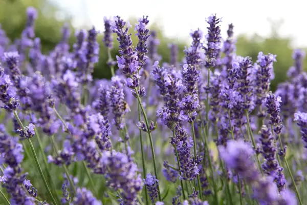 Lavender (Lavandula angustifola 