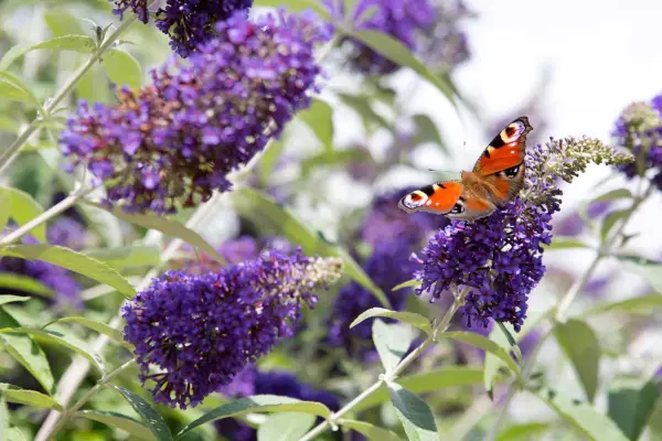 Butterfly bush Buddleja Cotswold Blue