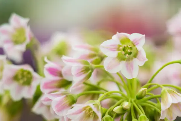 Nectaroscordum tripedale