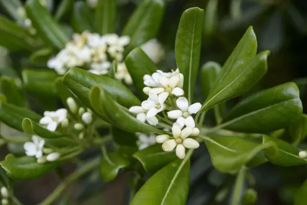 Pittosporum Tobira
