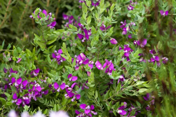 Polygala ako var. zrno