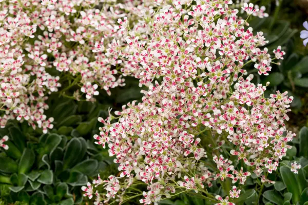 Saxifraga 
