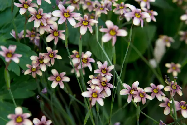 Sisyrinchium „pitoresc și neobișnuit”