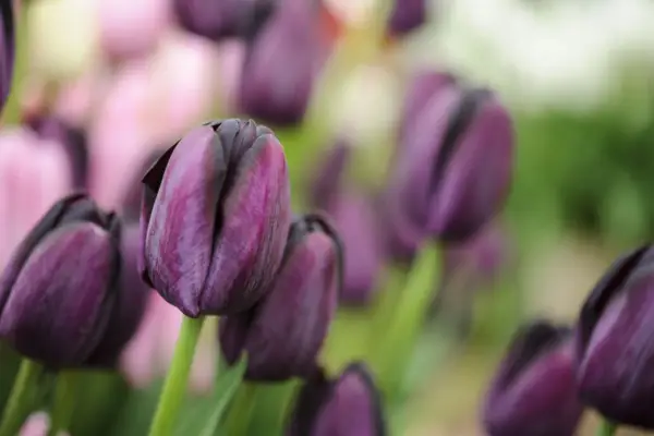 A venit „Regina nopții”