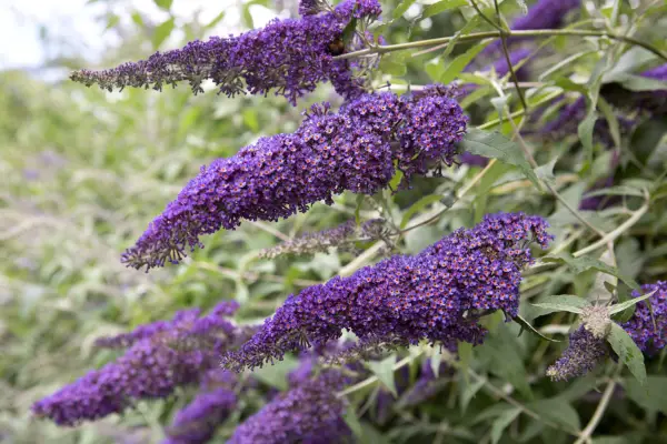 Buddleja davidii ‘Orpheus’