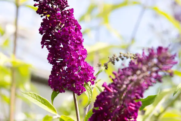Buddleja davidii ‘Santana’