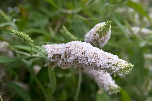 Buddleja davidii 