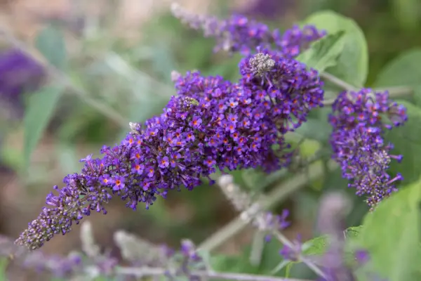 Buddleja davidii 