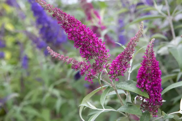 Buddleja davidii 