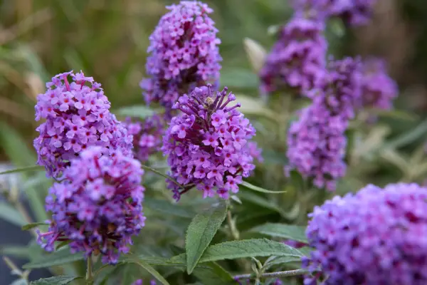 Buddleja davidii 