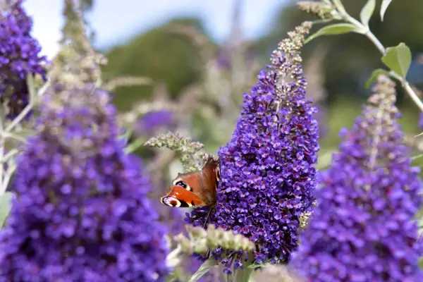 Buddleja davidii 