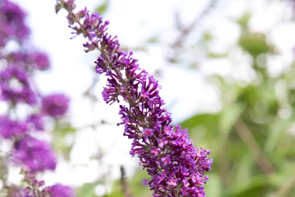 Buddleja davidii 