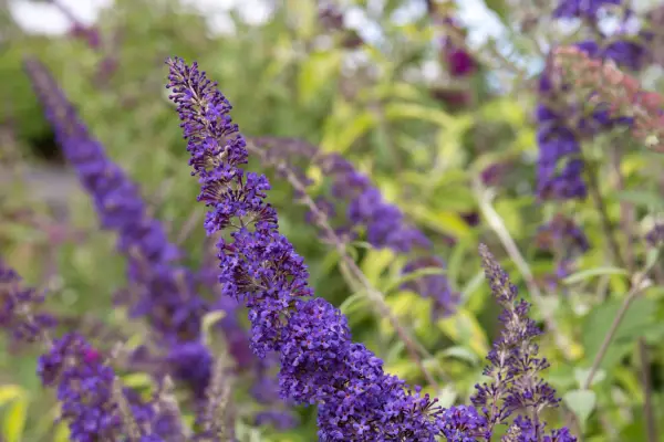 Buddleja davidii ‘Blue Horizon’