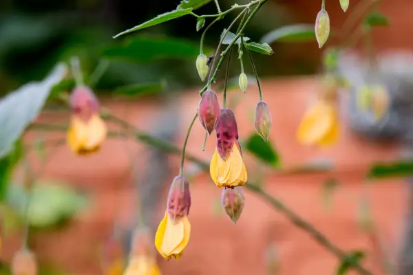 Abutilon 'Kentish Belle'