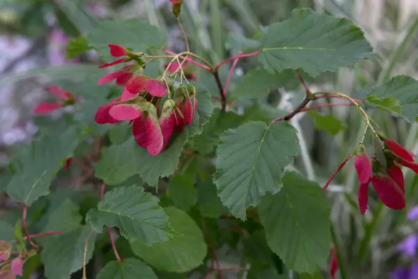 Acer Waitic 'Hot Wings'