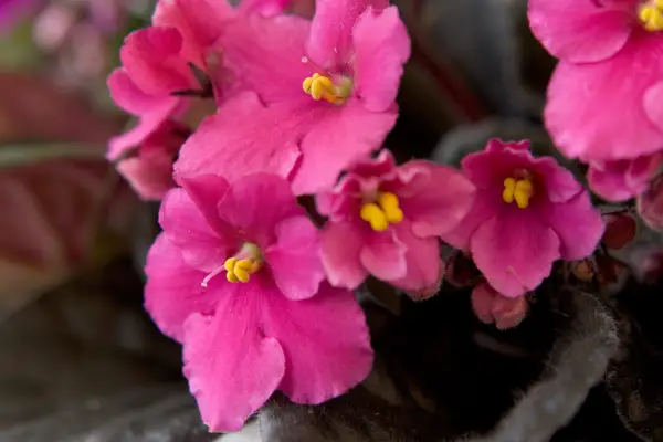 How to grow African violets – pink African violet