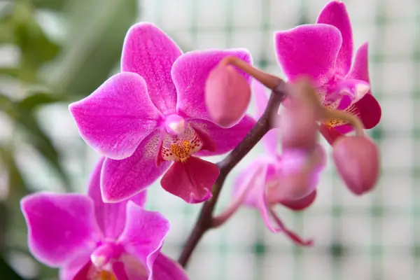 White-flowered moth orchid