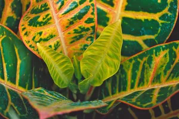 Vivid gold, orange and green foliage of a croton