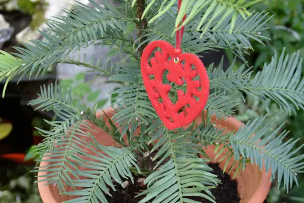 Wollemi pine hung with festive decoration