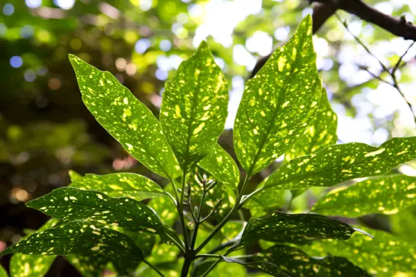 Aucuba japonica 'Picturata'