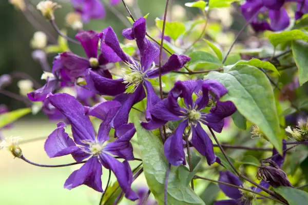Clematis Galore