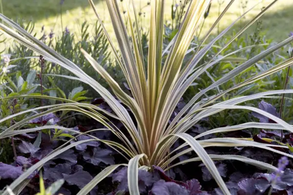 Cordyline Australis 'Torbay Dazzler'