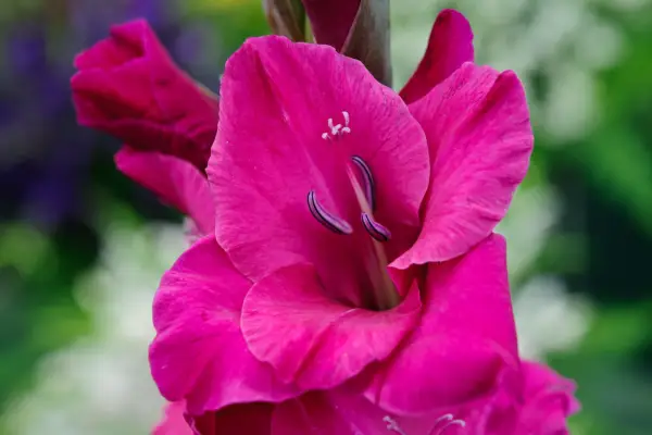 グラディオラス「タリア」