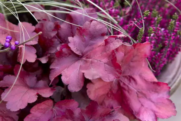 heuchera 'fire alarm'