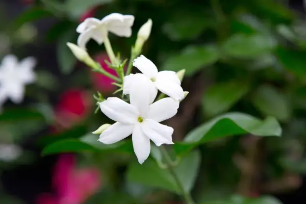 Jasminum Sambac