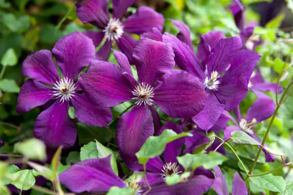 clematis-viticella-kiev-12