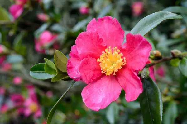 camellia-sasanqua-crimson-king-6