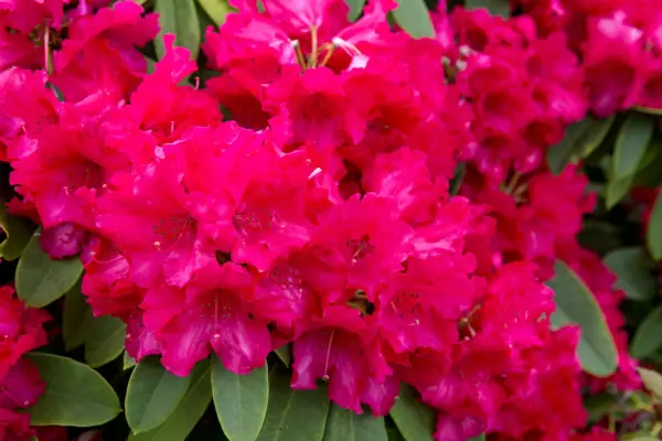 deep-red-rhododendron-2