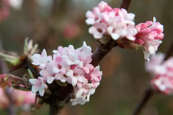 viburnum-x-bodnantense-dawn-9