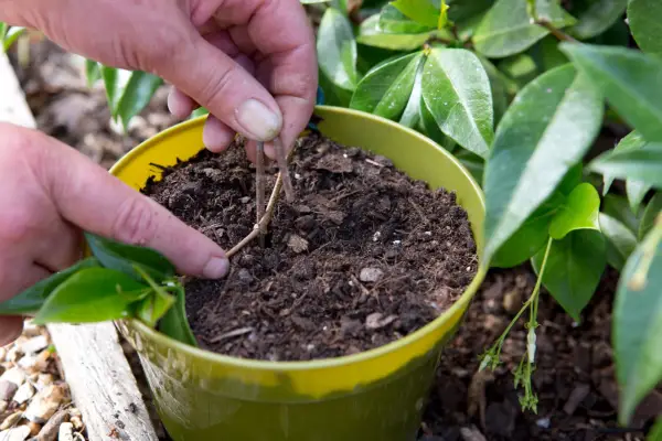 star-jasmine-trachelospermum-jasminoides-11