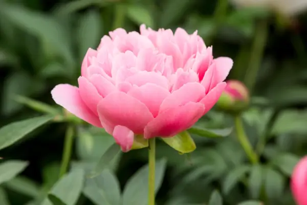 Peony 