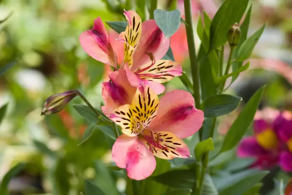 Alstroemeria