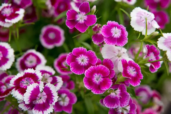 Sweet William