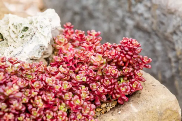Sedum oreganum