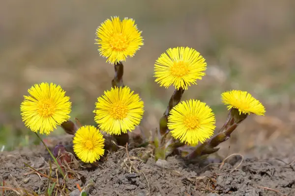 Coltsfoot (Tussilago farfara). Getty Images