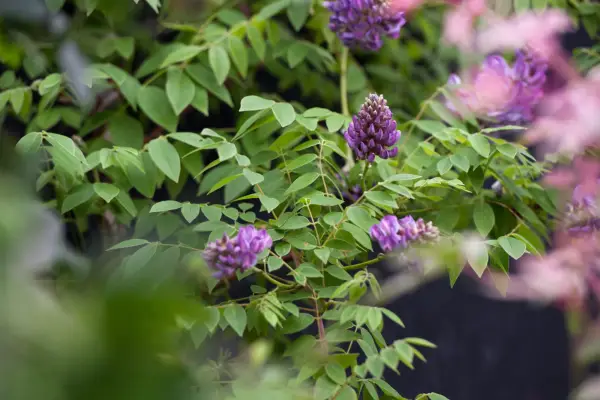 Wisteria frutescens 'Longwood Purple'