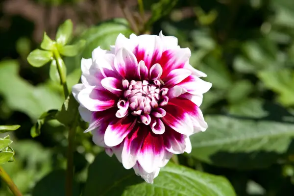 Dahlia 
