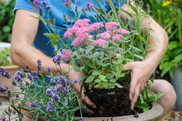Planting a container with Sedum 