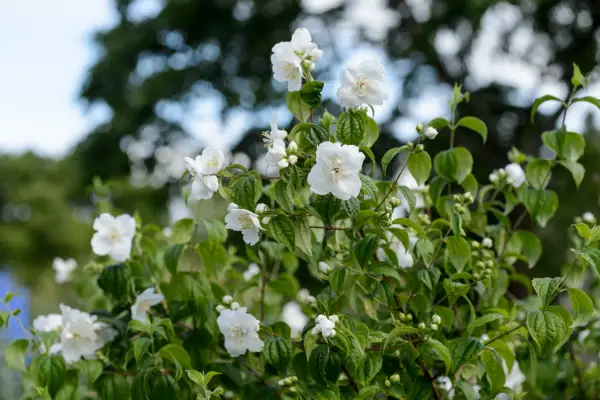 Philadelphus 