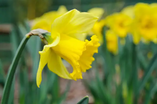 Narcissus 
