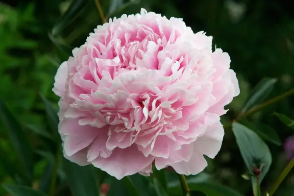Peony 