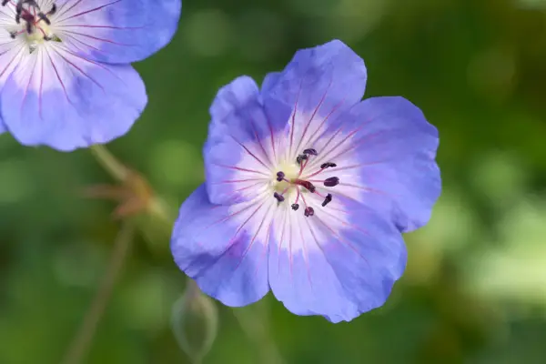 Geranium 