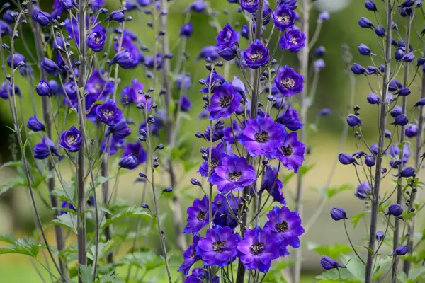 Delphinium 