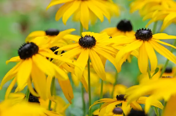 Rudbeckia fulgida var. sullivantii 