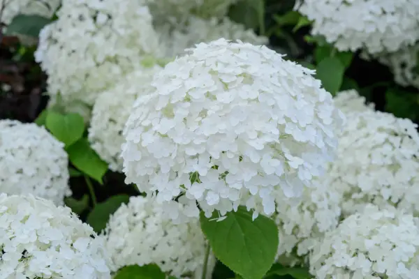 Hydrangea arborescens 