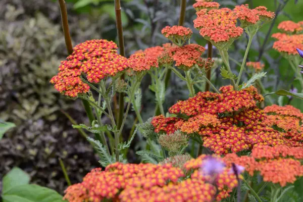 Achillea 